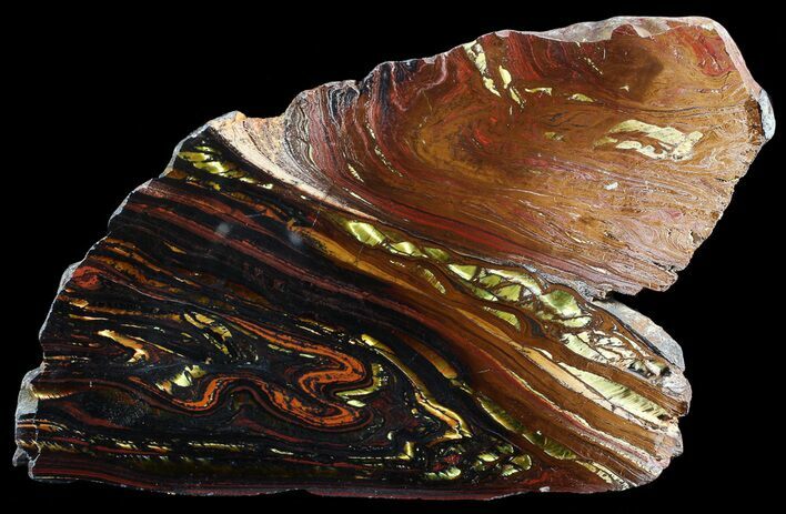 Polished Tiger Iron Stromatolite - ( Billion Years) #65333
